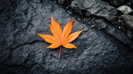 A striking orange leaf rests on a dark stone surface, showcasing nature's beauty. This close-up captures the essence of autumn and contrasts textures elegantly.の素材