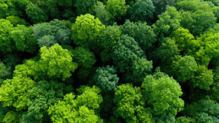 Experience the beauty of a lush green forest viewed from above, showcasing a vibrant canopy of healthy trees, perfect for themes of nature and environmental conservation.の素材