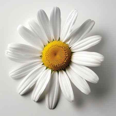 A stunning close-up of a fresh white daisy showcases its delicate petals and vibrant yellow center, ideal for nature and beauty projects emphasizing simplicity and elegance.の素材