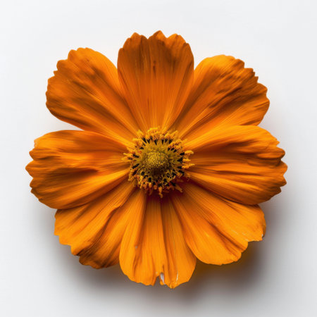 This image showcases an exquisite close-up of a vibrant orange flower, highlighting its textured petals and intricate center, perfect for nature enthusiasts.の素材