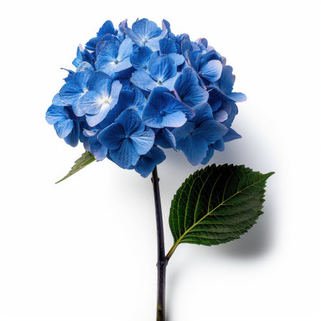 This stunning blue hydrangea flower, with its vibrant petals and lush green leaf, offers a beautiful representation of nature. Ideal for floral themes and garden aesthetics.の素材