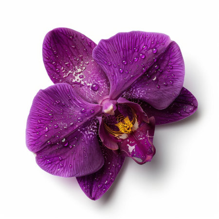 A captivating purple orchid flower adorned with raindrops showcases its delicate petals and vibrant color, making it perfect for nature-inspired designs and floral themes.の素材