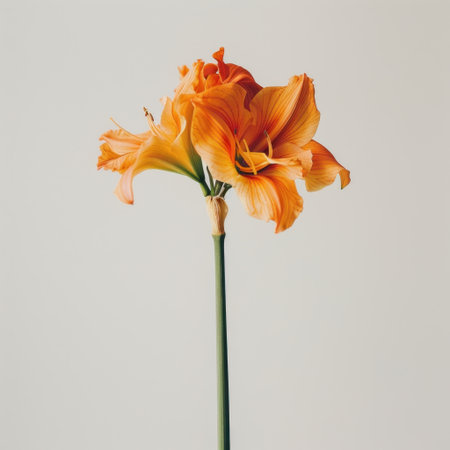 This stunning orange flower features intricate petals and a sleek stem, creating a captivating focal point suitable for various decorative and artistic uses.の素材