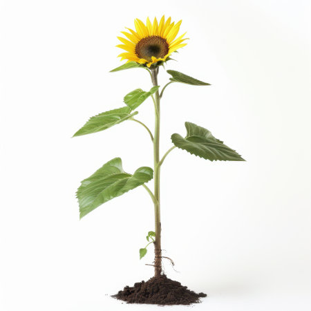 A stunning sunflower grows tall from dark soil, representing growth and vitality. The bright yellow petals contrast with the clean white background, emphasizing nature's beauty.の素材