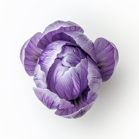 A captivating close-up of a purple flower revealing its stunning petal details and organic textures, perfect for artistic designs and nature photography.の素材