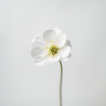 A stunning image of a single white flower with soft petals, captured against a subtle background, reflecting tranquility and natural beauty in a minimalist style.の素材