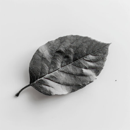 This striking monochrome image features a single leaf showcasing fine details and textures against a smooth white background, emphasizing the beauty of nature.の素材