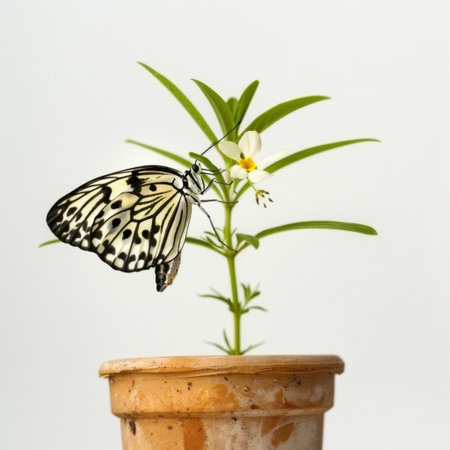 A striking black and white butterfly rests on a green plant with fresh leaves and a delicate white flower in a clay pot, showcasing the beauty of nature.の素材