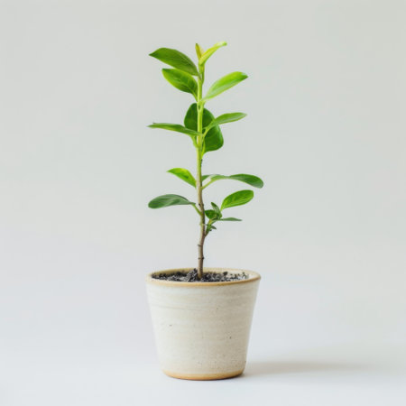 A young green plant in a simple ceramic pot brings a fresh touch to any indoor space, promoting a serene atmosphere and a connection to nature's beauty.の素材