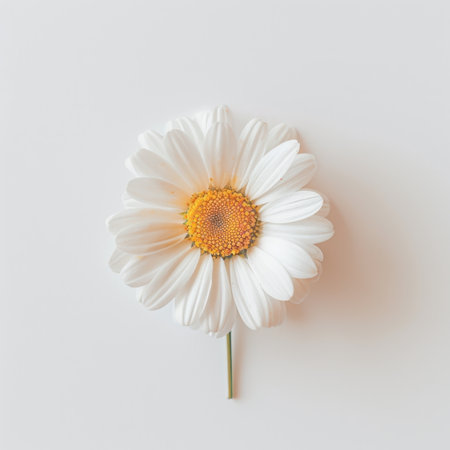 This charming close-up image showcases a single white daisy with a bright yellow center, perfect for themes of nature, beauty, and simplicity in design projects.の素材