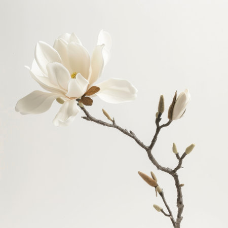 A breathtaking close-up of a white magnolia flower gracefully blooming on a delicate branch. This composition evokes feelings of tranquility and natural beauty, perfect for spring themes.の素材