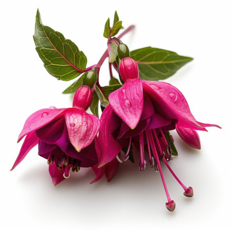 This image features a close-up view of vibrant pink fuchsia flowers adorned with raindrops, highlighting their beauty and elegance against a pure white background.の素材
