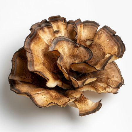 A stunning close-up of a mushroom showcasing intricate textures and warm earthy colors, perfect for use in nature and artistic projects, evoking organic beauty.の素材