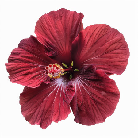 A stunning close-up of a vibrant red hibiscus flower showcasing its intricate petal texture and captivating center. Perfect for nature lovers and decor enthusiasts.の素材
