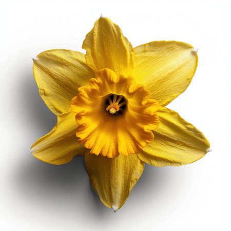 A stunning close-up of a bright yellow daffodil flower with delicate petals against a clean white background, perfect for showcasing spring beauty and nature.の素材