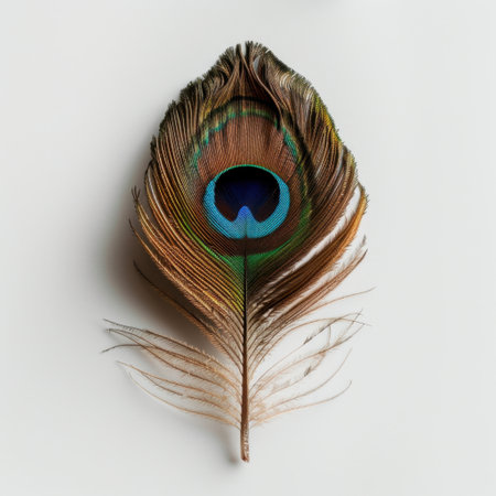 A stunning peacock feather featuring vibrant hues of blue, green, and brown, beautifully displayed on a white background, perfect for nature and art-inspired themes.の素材