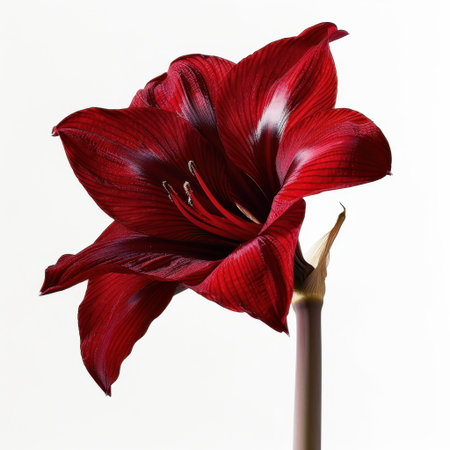 Experience the beauty of nature with this breathtaking close-up of a red amaryllis flower, capturing intricate details and vibrant colors in stunning clarity.の素材