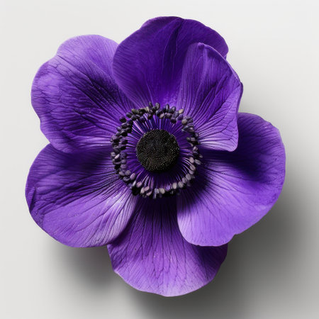 This stunning image showcases a vibrant purple anemone flower with intricate petals and a dark center. The neutral background highlights the beauty and detail of natureの素材