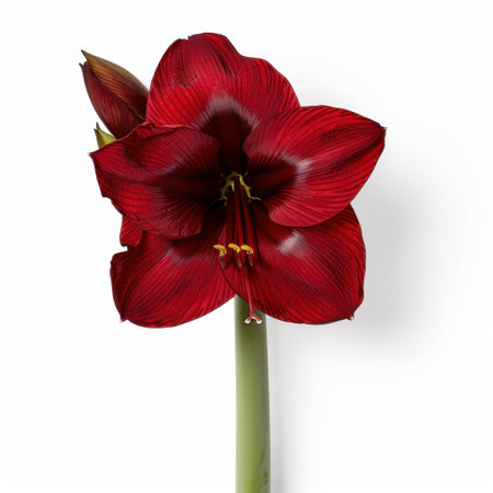 Stunning red amaryllis flower showcases exquisite petals and vibrant details. Ideal for nature-themed projects, floral arrangements, or artistic inspirations.の素材