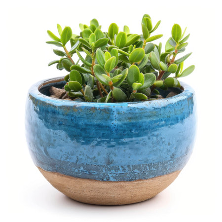 A charming green succulent plant in a vibrant blue decorative pot, perfect for enhancing home or office spaces. This indoor plant brings a touch of nature and elegance.の素材