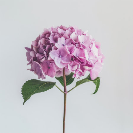 A stunning image of a hydrangea flower with lovely pink and purple hues, highlighting its intricate petals and lush green leaves against a minimalistic backdrop.の素材