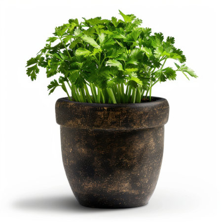 This image features a lush parsley plant in a rustic ceramic pot, radiating freshness with its vibrant green leaves, perfect for culinary uses and indoor gardening.の素材