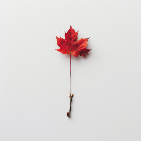 A beautiful single red maple leaf rests on a clean white background, highlighting the vibrant colors of autumn and the elegance of nature's simple artistry.の素材