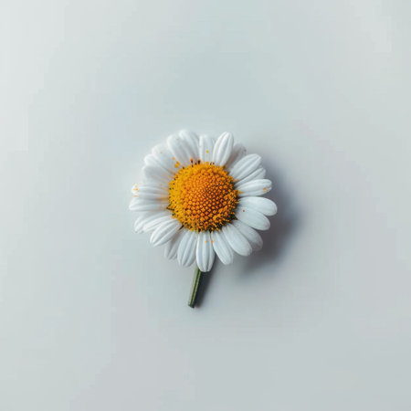 A stunning closeup of a single white daisy flower featuring a vibrant yellow center against a soft grey background, ideal for nature-inspired art and design.の素材