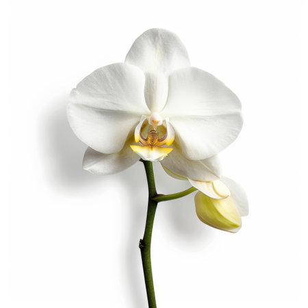 A stunning white orchid showcases its delicate petals and vibrant colors, captured against a clean white background, ideal for decoration and design projects.の素材