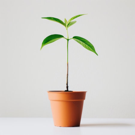 A young plant stands in a terracotta pot against a clean white background, representing growth and vitality in a serene indoor setting. Perfect for nature-themed designs.の素材