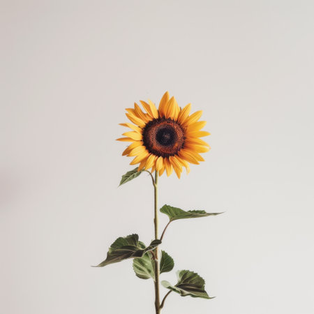 A stunning close-up of a yellow sunflower showcasing its bright petals and dark center, embodying the beauty of nature and the joy of summer in floral photography.の素材