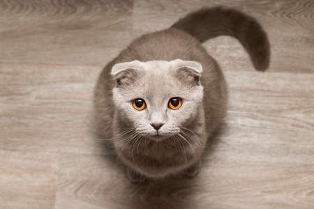 Gray cat look at meの写真素材