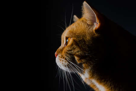 Cute red cat looking out the windowの写真素材