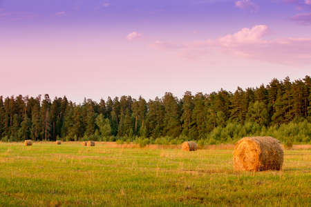 Straw bales in the autumn fieldの写真素材