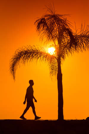 silhouette of man walking beside palm tree on the sunsetの写真素材