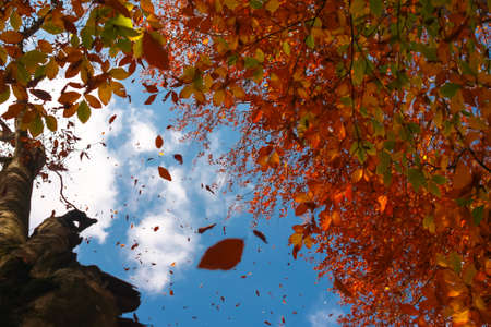 Colors of fall ? falling leavesの写真素材