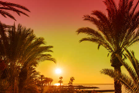 Sunset over tropical bay with palmsの写真素材