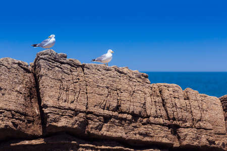 two white seagulls on rocky beachの写真素材