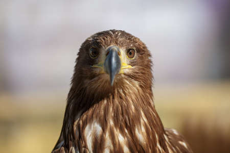 Portrait of brown head sea-eagle (haliaeetus leucogaster), close up of wild bird