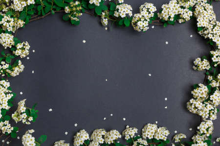 Beautiful spring tiny white flowers on black background in form of frame, textures and backgrounds...