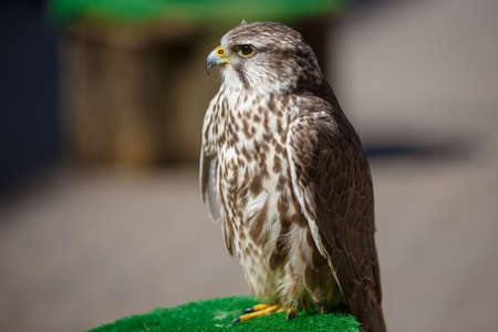 Portrait of brown head buteos, hawk genus, close up of wild bird, sitting calmの写真素材