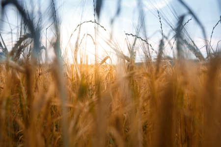 Field of yellow wheat on sunset and blue evening sky above, close up of spikelets, blurの写真素材