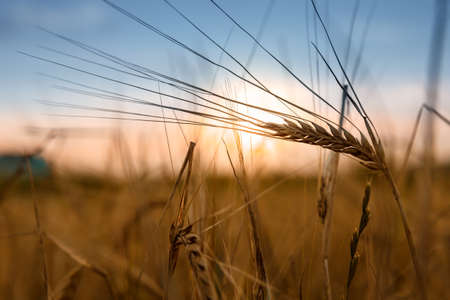 Field of yellow wheat on sunset and blue evening sky above, close up of spikelets, blurの写真素材