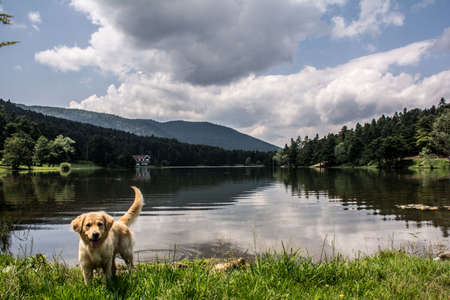 reflections on the lake in GÃ¶lcÃ¼k with a puppyの写真素材