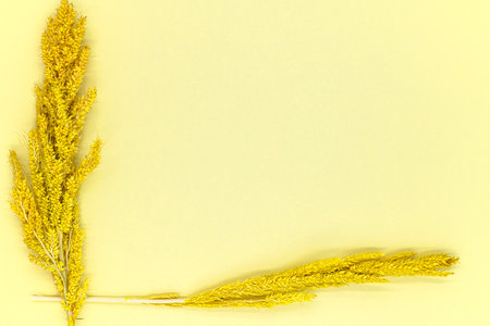 Dry grass on a yellow background. Flat lay, top view.の写真素材