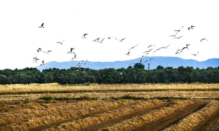 Flock of seagulls flying over the wheat field.
