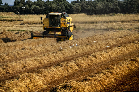 Combine harvester working on a wheat field. Harvesting of wheat.の写真素材
