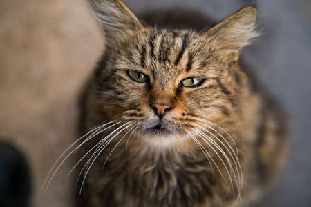 cats face and eyesの写真素材