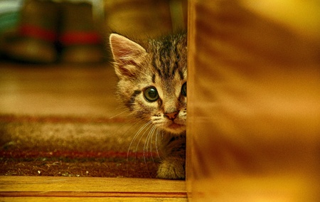 Hide and seekの素材