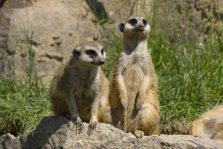 Meerkat